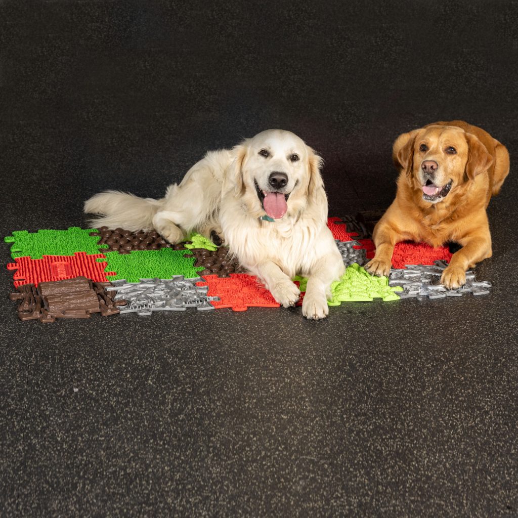 Mutlu köpekler için set